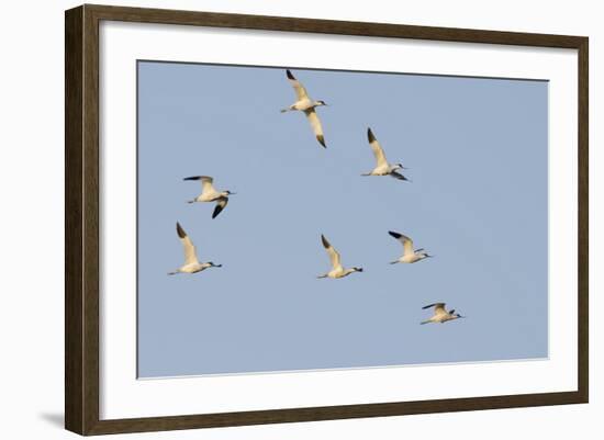 Avocet (Recurvirostra Avosetta) Flock in Flight, Elmley Marshes, Rspb, Isle of Sheppey, UK-Terry Whittaker-Framed Photographic Print