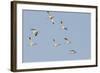 Avocet (Recurvirostra Avosetta) Flock in Flight, Elmley Marshes, Rspb, Isle of Sheppey, UK-Terry Whittaker-Framed Photographic Print