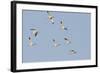 Avocet (Recurvirostra Avosetta) Flock in Flight, Elmley Marshes, Rspb, Isle of Sheppey, UK-Terry Whittaker-Framed Photographic Print