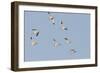 Avocet (Recurvirostra Avosetta) Flock in Flight, Elmley Marshes, Rspb, Isle of Sheppey, UK-Terry Whittaker-Framed Photographic Print