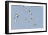 Avocet (Recurvirostra Avosetta) Flock in Flight, Elmley Marshes, Rspb, Isle of Sheppey, UK-Terry Whittaker-Framed Photographic Print