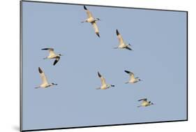 Avocet (Recurvirostra Avosetta) Flock in Flight, Elmley Marshes, Rspb, Isle of Sheppey, UK-Terry Whittaker-Mounted Photographic Print