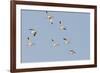 Avocet (Recurvirostra Avosetta) Flock in Flight, Elmley Marshes, Rspb, Isle of Sheppey, UK-Terry Whittaker-Framed Photographic Print