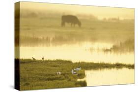 Avocet (Recurvirostra Avosetta) in Mist at Dawn with Cattle Grazing, Thames Estuary, Kent, UK-Terry Whittaker-Stretched Canvas