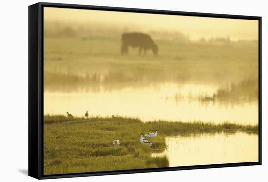 Avocet (Recurvirostra Avosetta) in Mist at Dawn with Cattle Grazing, Thames Estuary, Kent, UK-Terry Whittaker-Framed Stretched Canvas