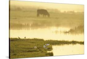 Avocet (Recurvirostra Avosetta) in Mist at Dawn with Cattle Grazing, Thames Estuary, Kent, UK-Terry Whittaker-Stretched Canvas