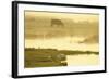 Avocet (Recurvirostra Avosetta) in Mist at Dawn with Cattle Grazing, Thames Estuary, Kent, UK-Terry Whittaker-Framed Photographic Print