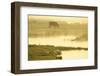 Avocet (Recurvirostra Avosetta) in Mist at Dawn with Cattle Grazing, Thames Estuary, Kent, UK-Terry Whittaker-Framed Photographic Print