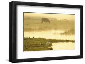 Avocet (Recurvirostra Avosetta) in Mist at Dawn with Cattle Grazing, Thames Estuary, Kent, UK-Terry Whittaker-Framed Photographic Print