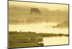 Avocet (Recurvirostra Avosetta) in Mist at Dawn with Cattle Grazing, Thames Estuary, Kent, UK-Terry Whittaker-Mounted Photographic Print