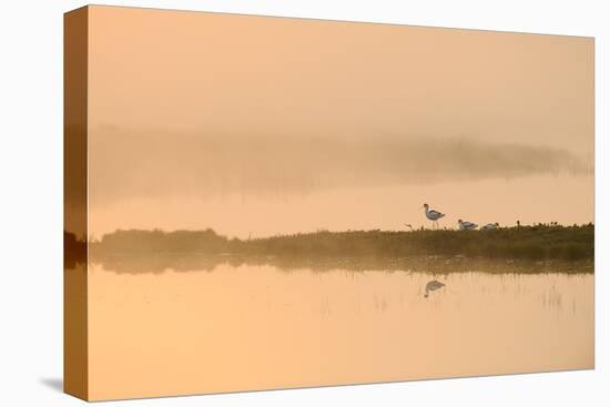 Avocet (Recurvirostra Avosetta) in Mist on Grazing Marsh at Dawn, Thames Estuary, North Kent, UK-Terry Whittaker-Stretched Canvas