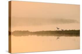 Avocet (Recurvirostra Avosetta) in Mist on Grazing Marsh at Dawn, Thames Estuary, North Kent, UK-Terry Whittaker-Stretched Canvas