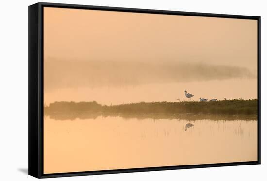 Avocet (Recurvirostra Avosetta) in Mist on Grazing Marsh at Dawn, Thames Estuary, North Kent, UK-Terry Whittaker-Framed Stretched Canvas