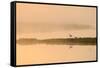 Avocet (Recurvirostra Avosetta) in Mist on Grazing Marsh at Dawn, Thames Estuary, North Kent, UK-Terry Whittaker-Framed Stretched Canvas