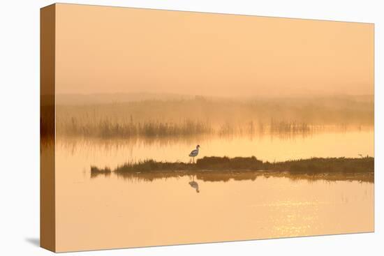 Avocet (Recurvirostra Avosetta) in Mist on Grazing Marsh at Dawn, Thames Estuary, North Kent, UK-Terry Whittaker-Stretched Canvas