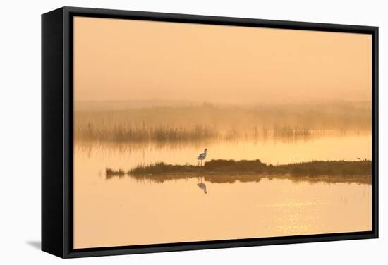 Avocet (Recurvirostra Avosetta) in Mist on Grazing Marsh at Dawn, Thames Estuary, North Kent, UK-Terry Whittaker-Framed Stretched Canvas