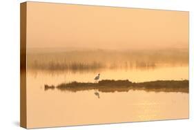 Avocet (Recurvirostra Avosetta) in Mist on Grazing Marsh at Dawn, Thames Estuary, North Kent, UK-Terry Whittaker-Stretched Canvas