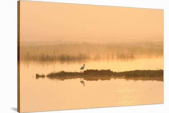 Avocet (Recurvirostra Avosetta) in Mist on Grazing Marsh at Dawn, Thames Estuary, North Kent, UK-Terry Whittaker-Stretched Canvas