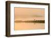 Avocet (Recurvirostra Avosetta) in Mist on Grazing Marsh at Dawn, Thames Estuary, North Kent, UK-Terry Whittaker-Framed Premium Photographic Print