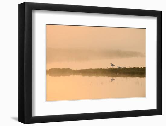 Avocet (Recurvirostra Avosetta) in Mist on Grazing Marsh at Dawn, Thames Estuary, North Kent, UK-Terry Whittaker-Framed Premium Photographic Print