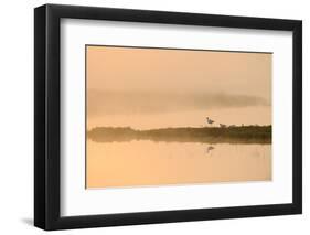 Avocet (Recurvirostra Avosetta) in Mist on Grazing Marsh at Dawn, Thames Estuary, North Kent, UK-Terry Whittaker-Framed Premium Photographic Print