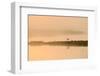 Avocet (Recurvirostra Avosetta) in Mist on Grazing Marsh at Dawn, Thames Estuary, North Kent, UK-Terry Whittaker-Framed Premium Photographic Print