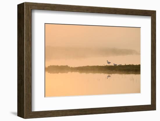 Avocet (Recurvirostra Avosetta) in Mist on Grazing Marsh at Dawn, Thames Estuary, North Kent, UK-Terry Whittaker-Framed Photographic Print