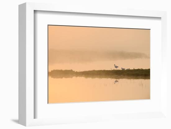 Avocet (Recurvirostra Avosetta) in Mist on Grazing Marsh at Dawn, Thames Estuary, North Kent, UK-Terry Whittaker-Framed Photographic Print