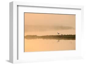 Avocet (Recurvirostra Avosetta) in Mist on Grazing Marsh at Dawn, Thames Estuary, North Kent, UK-Terry Whittaker-Framed Photographic Print