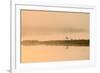 Avocet (Recurvirostra Avosetta) in Mist on Grazing Marsh at Dawn, Thames Estuary, North Kent, UK-Terry Whittaker-Framed Photographic Print