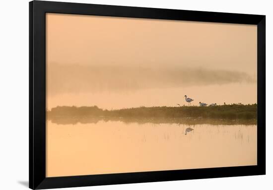 Avocet (Recurvirostra Avosetta) in Mist on Grazing Marsh at Dawn, Thames Estuary, North Kent, UK-Terry Whittaker-Framed Photographic Print