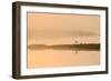 Avocet (Recurvirostra Avosetta) in Mist on Grazing Marsh at Dawn, Thames Estuary, North Kent, UK-Terry Whittaker-Framed Photographic Print