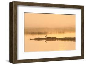 Avocet (Recurvirostra Avosetta) in Mist on Grazing Marsh at Dawn, Thames Estuary, North Kent, UK-Terry Whittaker-Framed Photographic Print