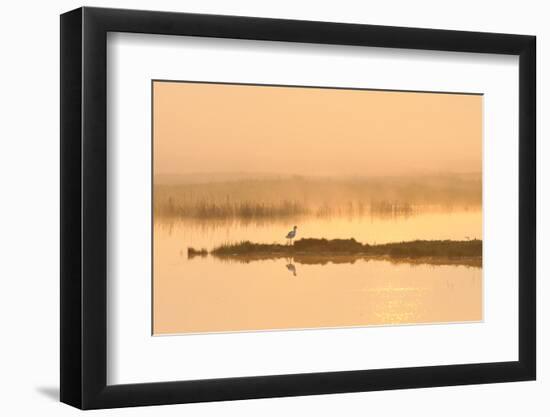 Avocet (Recurvirostra Avosetta) in Mist on Grazing Marsh at Dawn, Thames Estuary, North Kent, UK-Terry Whittaker-Framed Photographic Print