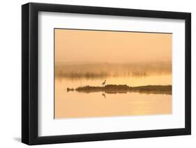 Avocet (Recurvirostra Avosetta) in Mist on Grazing Marsh at Dawn, Thames Estuary, North Kent, UK-Terry Whittaker-Framed Photographic Print