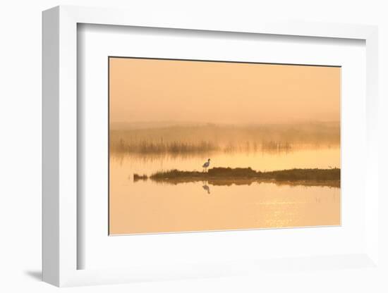 Avocet (Recurvirostra Avosetta) in Mist on Grazing Marsh at Dawn, Thames Estuary, North Kent, UK-Terry Whittaker-Framed Photographic Print