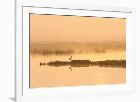 Avocet (Recurvirostra Avosetta) in Mist on Grazing Marsh at Dawn, Thames Estuary, North Kent, UK-Terry Whittaker-Framed Photographic Print