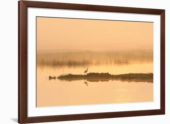 Avocet (Recurvirostra Avosetta) in Mist on Grazing Marsh at Dawn, Thames Estuary, North Kent, UK-Terry Whittaker-Framed Photographic Print