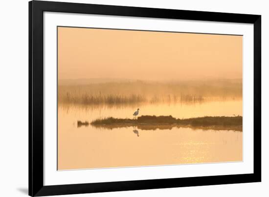 Avocet (Recurvirostra Avosetta) in Mist on Grazing Marsh at Dawn, Thames Estuary, North Kent, UK-Terry Whittaker-Framed Photographic Print