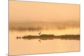 Avocet (Recurvirostra Avosetta) in Mist on Grazing Marsh at Dawn, Thames Estuary, North Kent, UK-Terry Whittaker-Mounted Photographic Print