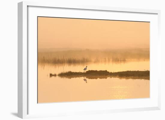 Avocet (Recurvirostra Avosetta) in Mist on Grazing Marsh at Dawn, Thames Estuary, North Kent, UK-Terry Whittaker-Framed Photographic Print