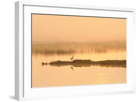 Avocet (Recurvirostra Avosetta) in Mist on Grazing Marsh at Dawn, Thames Estuary, North Kent, UK-Terry Whittaker-Framed Photographic Print