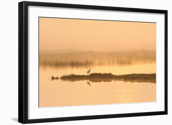 Avocet (Recurvirostra Avosetta) in Mist on Grazing Marsh at Dawn, Thames Estuary, North Kent, UK-Terry Whittaker-Framed Photographic Print