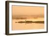 Avocet (Recurvirostra Avosetta) in Mist on Grazing Marsh at Dawn, Thames Estuary, North Kent, UK-Terry Whittaker-Framed Photographic Print