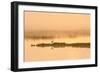 Avocet (Recurvirostra Avosetta) in Mist on Grazing Marsh at Dawn, Thames Estuary, North Kent, UK-Terry Whittaker-Framed Photographic Print