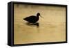Avocet (Recurvirostra Avosetta) Silhouetted in Water at Sunrise, Brownsea Island, Dorset, UK-Bertie Gregory-Framed Stretched Canvas