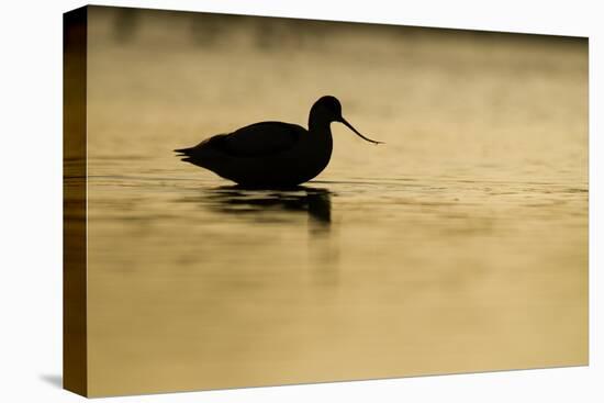 Avocet (Recurvirostra Avosetta) Silhouetted in Water at Sunrise, Brownsea Island, Dorset, UK-Bertie Gregory-Stretched Canvas