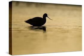 Avocet (Recurvirostra Avosetta) Silhouetted in Water at Sunrise, Brownsea Island, Dorset, UK-Bertie Gregory-Stretched Canvas