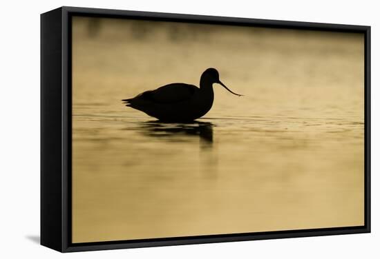 Avocet (Recurvirostra Avosetta) Silhouetted in Water at Sunrise, Brownsea Island, Dorset, UK-Bertie Gregory-Framed Stretched Canvas