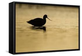 Avocet (Recurvirostra Avosetta) Silhouetted in Water at Sunrise, Brownsea Island, Dorset, UK-Bertie Gregory-Framed Stretched Canvas